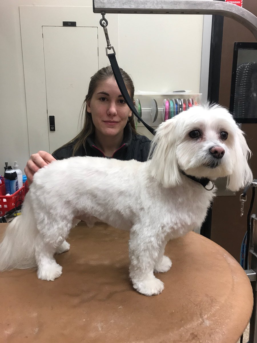 Extreme makeover by Shannon! #Northeastgrooming #enj #0576