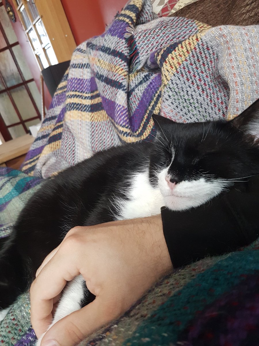 Lil buddy has looked after me all week. 
Never experienced Tonsilitis like this bout. Truly sucked balls!! 
Guinness doesn't mind giving healing smush though....