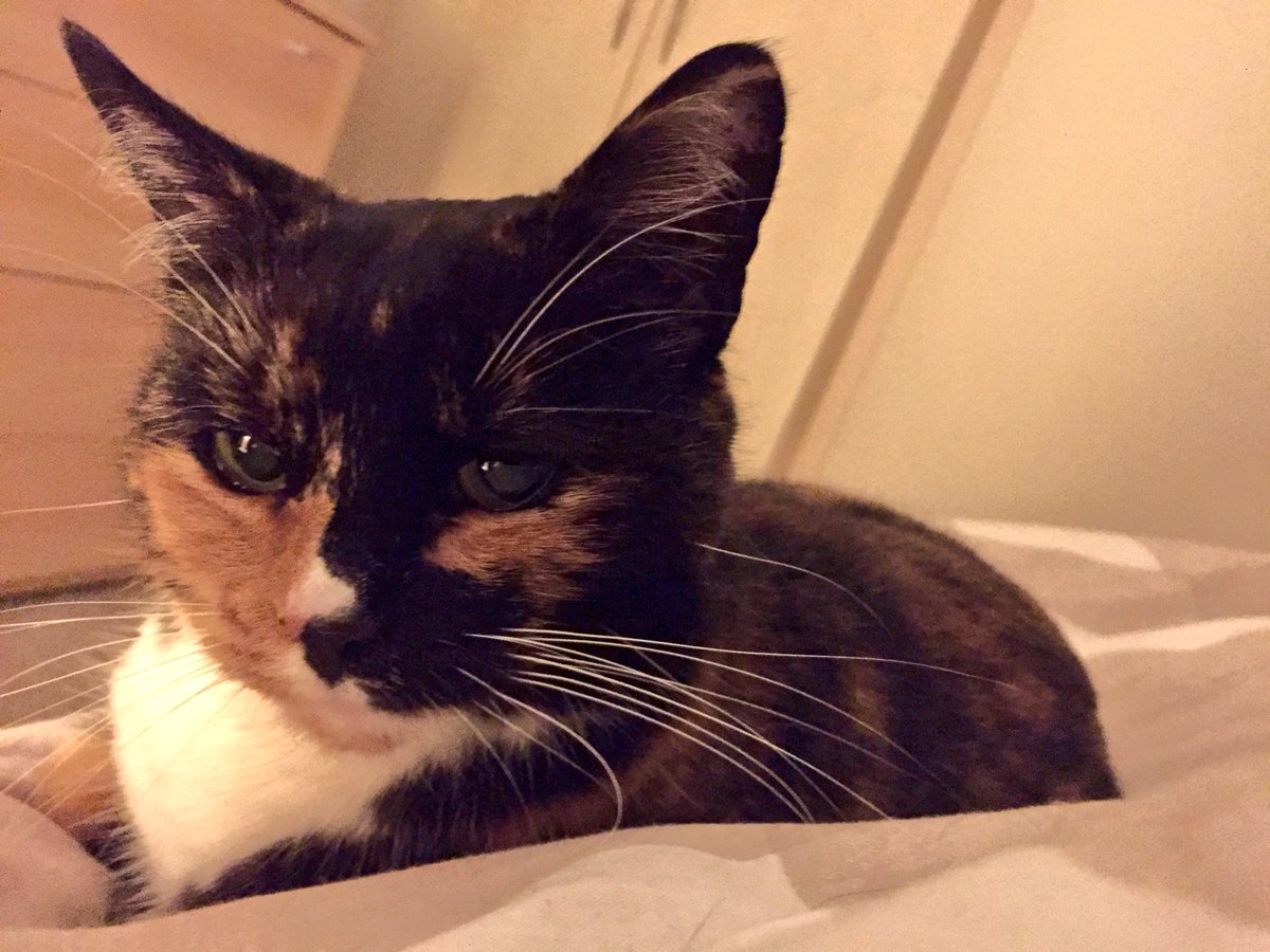 thewayofnight's tweet photo. Lying in bed...my present view.
Accompanied by very loud purring.
#ownedbycat https://t.co/eq1i60o4cO