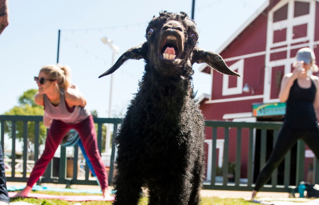 Goats join in on yoga moves at Centennial Farm in Costa Mesa dlvr.it/QQL5CB