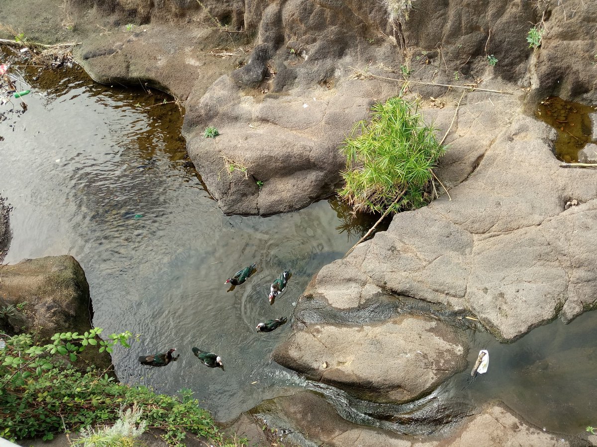 glezyanes's tweet photo. "Al agua patos" #EMMASA #FotoEmmasa #Mesdelagua #iguestedesanandrés #SantaCruz #SantaCruzdeTenerife #agua #patos @santacruz_ayto @EMMASA_ @SocDesarrollo @SCSostenible https://t.co/GKbUKfBl0R