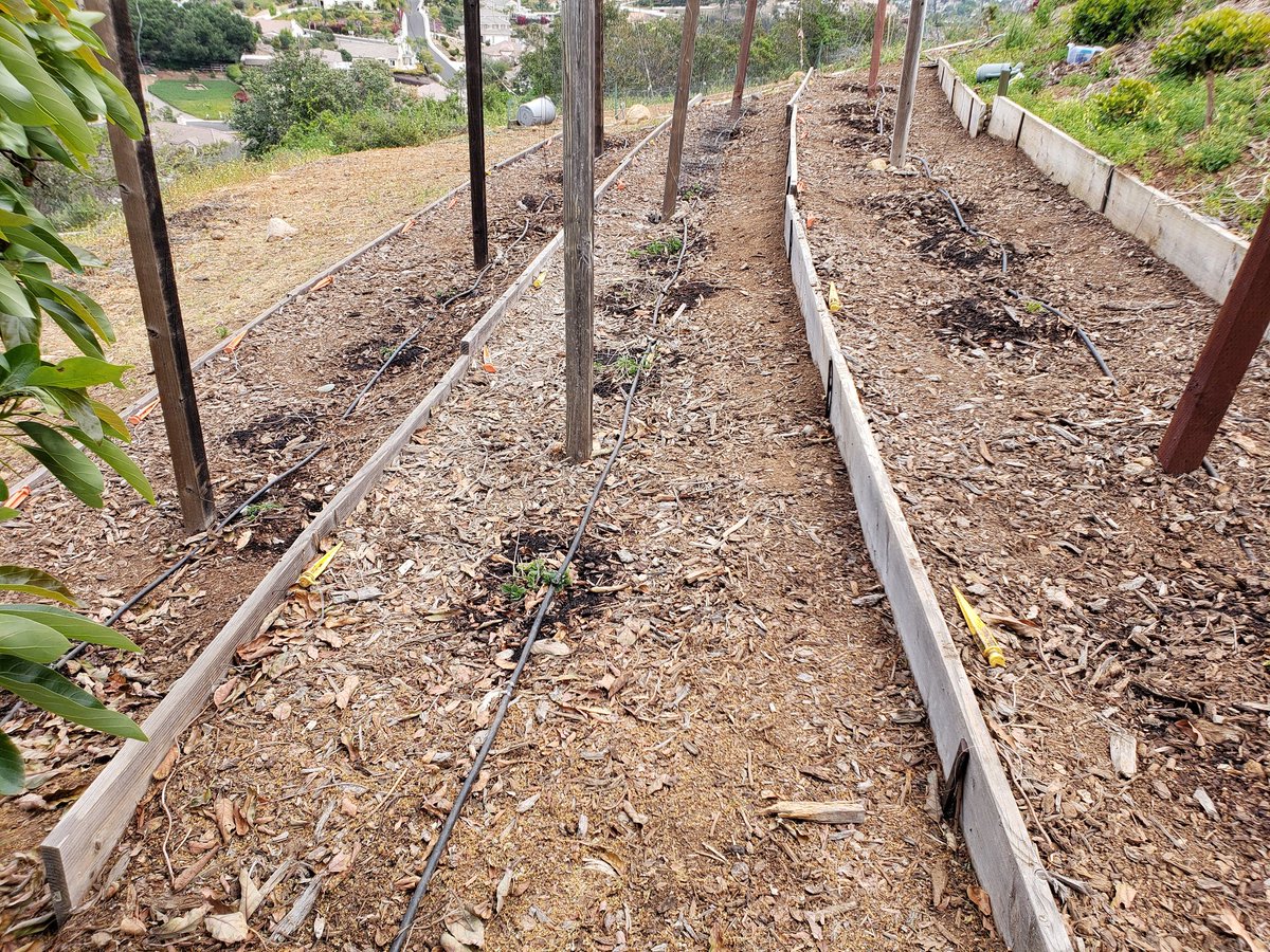 Chillindamos's tweet photo. Hop yard is looking well. Finished pruning last weekend and today I set up irrigation and added some manure compost. Newly planted Goldings (pictured in cage) are starting to sprout and leaf. #homebrew #igrowhops https://t.co/tMxp0gdxnt