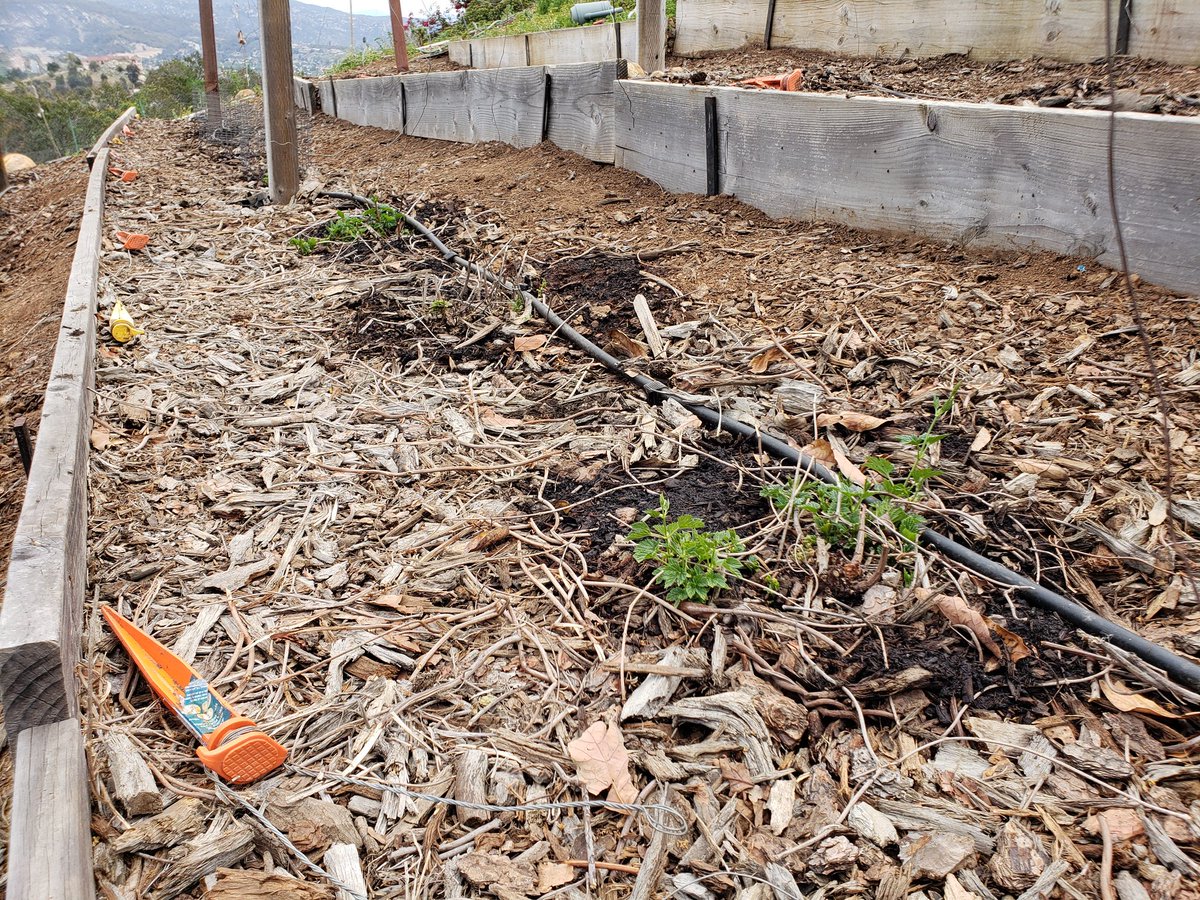 Chillindamos's tweet photo. Hop yard is looking well. Finished pruning last weekend and today I set up irrigation and added some manure compost. Newly planted Goldings (pictured in cage) are starting to sprout and leaf. #homebrew #igrowhops https://t.co/tMxp0gdxnt