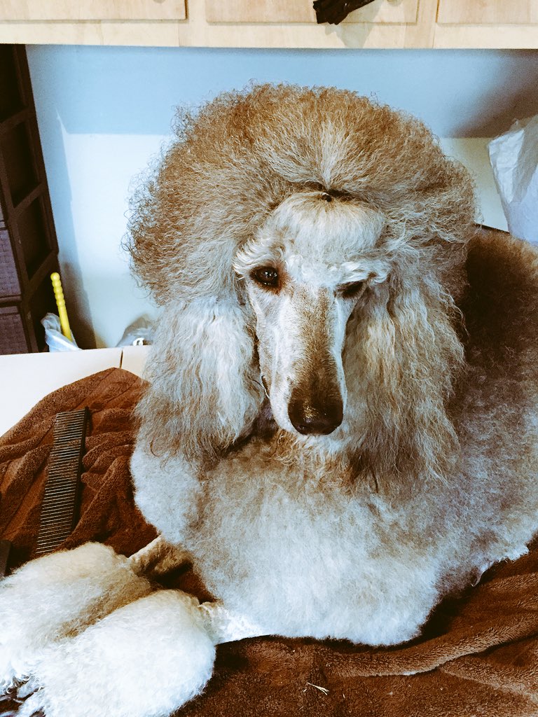 PoodleLannister's tweet photo. https://t.co/JTKg4cNllG