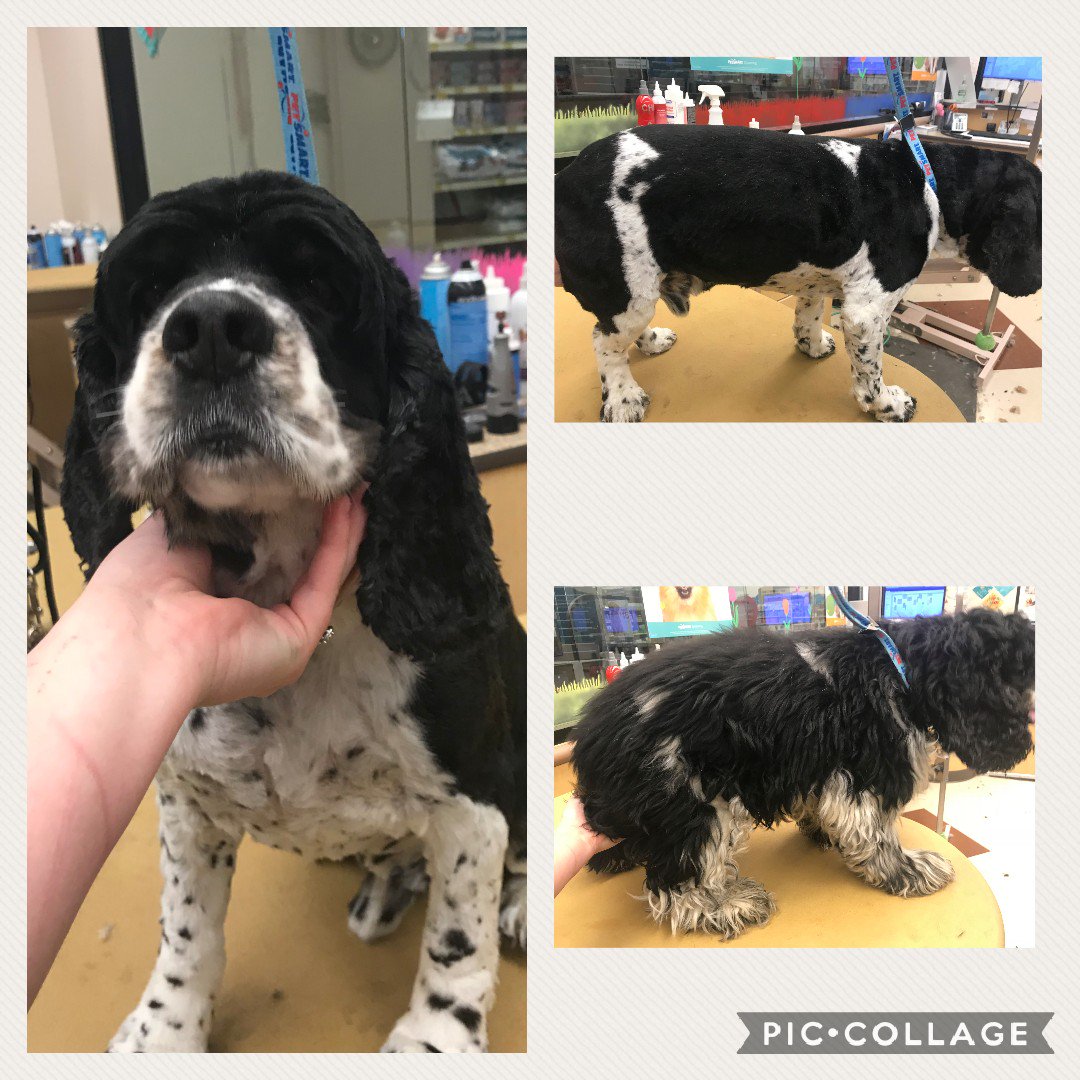 #northeastgrooming #cny #extrememakeover #cockerspaniel #NicoleS #1194
