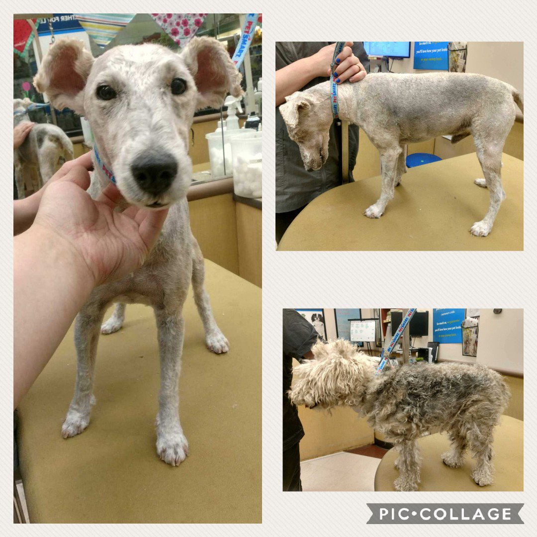 #northeastgrooming #cny #extrememakeover #1194 #WirehairedFoxTerrier #SamL