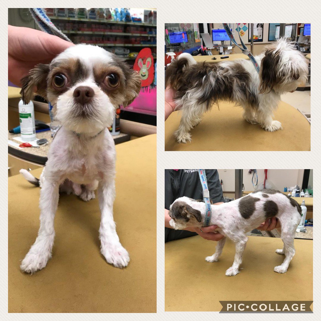 #NorthEastGrooming #CNY #1194 #ShihTzu #ExtremeMakeOver #NicoleS