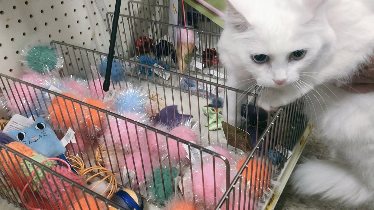 DamaskCats's tweet photo. Jubilee from the @DamaskCats attended the @Petsmart #PlanetCat our local Petsmart (12-3) and enjoy some new toys and great coupons. We saw some adorable cats that are up for adoption and we really enjoyed ourselves thank you Petsmart! 💁🏽💕 https://t.co/NOAEk6bsEH