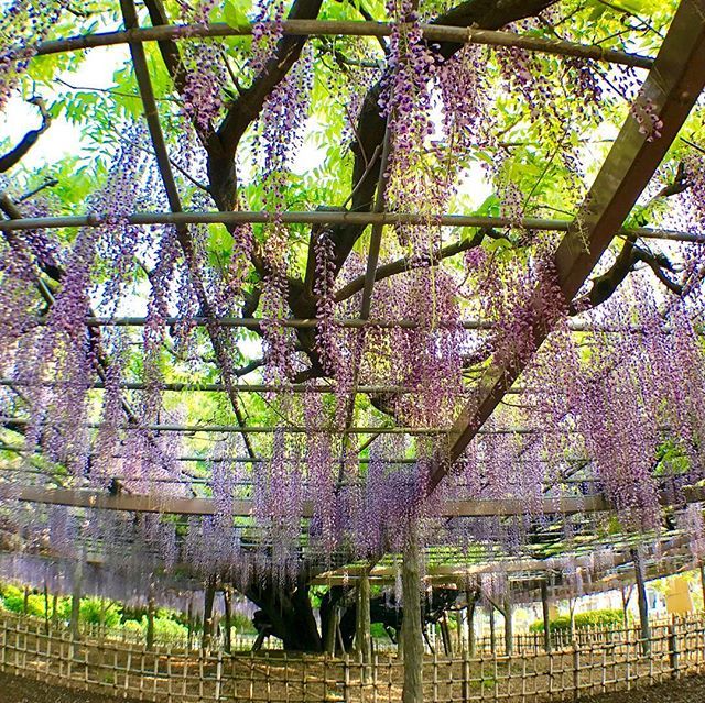 rs4364's tweet photo. 今年の花は早いので
騎西の大藤の様子を見てきました。
良い香り😌
まだまだ伸びる。
見頃は来週末？
#藤 #藤の花 #玉敷神社 #埼玉さんぽ #埼玉カメラ部 #はなまっぷ #お写んぽ #写真好きな人と繋がりたい #iphone7 #japan_daytime_view #team_jp_flower https://t.co/3byvyDu0Co https://t.co/V3Cdfdwl2Z