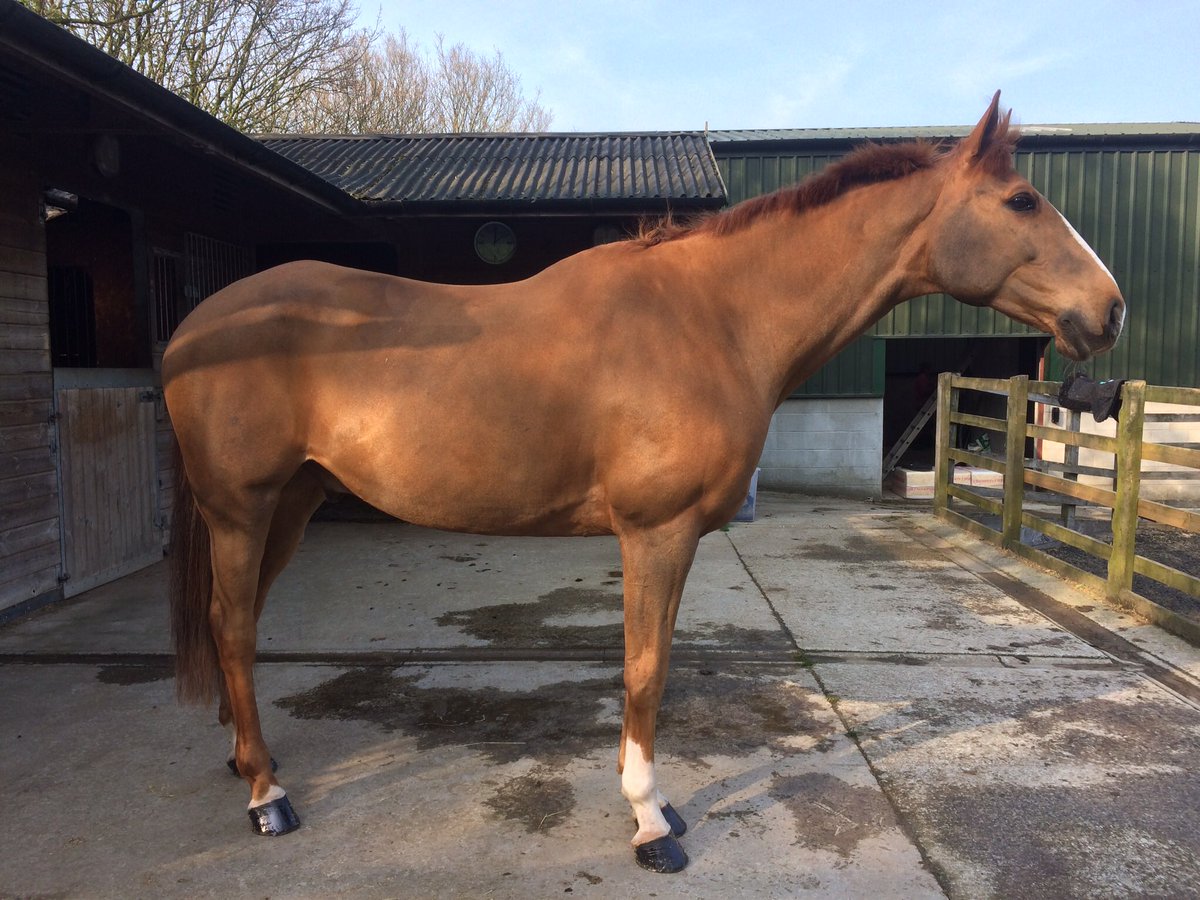 EventingStudent's tweet photo. @BaileysFeeds powered Dino looking amazing as always https://t.co/TaLx8wn2h1