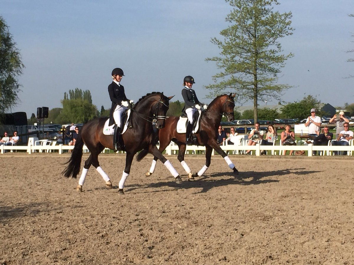 GertVeenhof's tweet photo. Vandaag gast bij #vanuytert #Heerewaarden om #hengsten keuzes te maken voor 2019. Prachtige shows met oa @a_cornelissen en @StalvanSilfhout. https://t.co/M2TVp6q9Hd