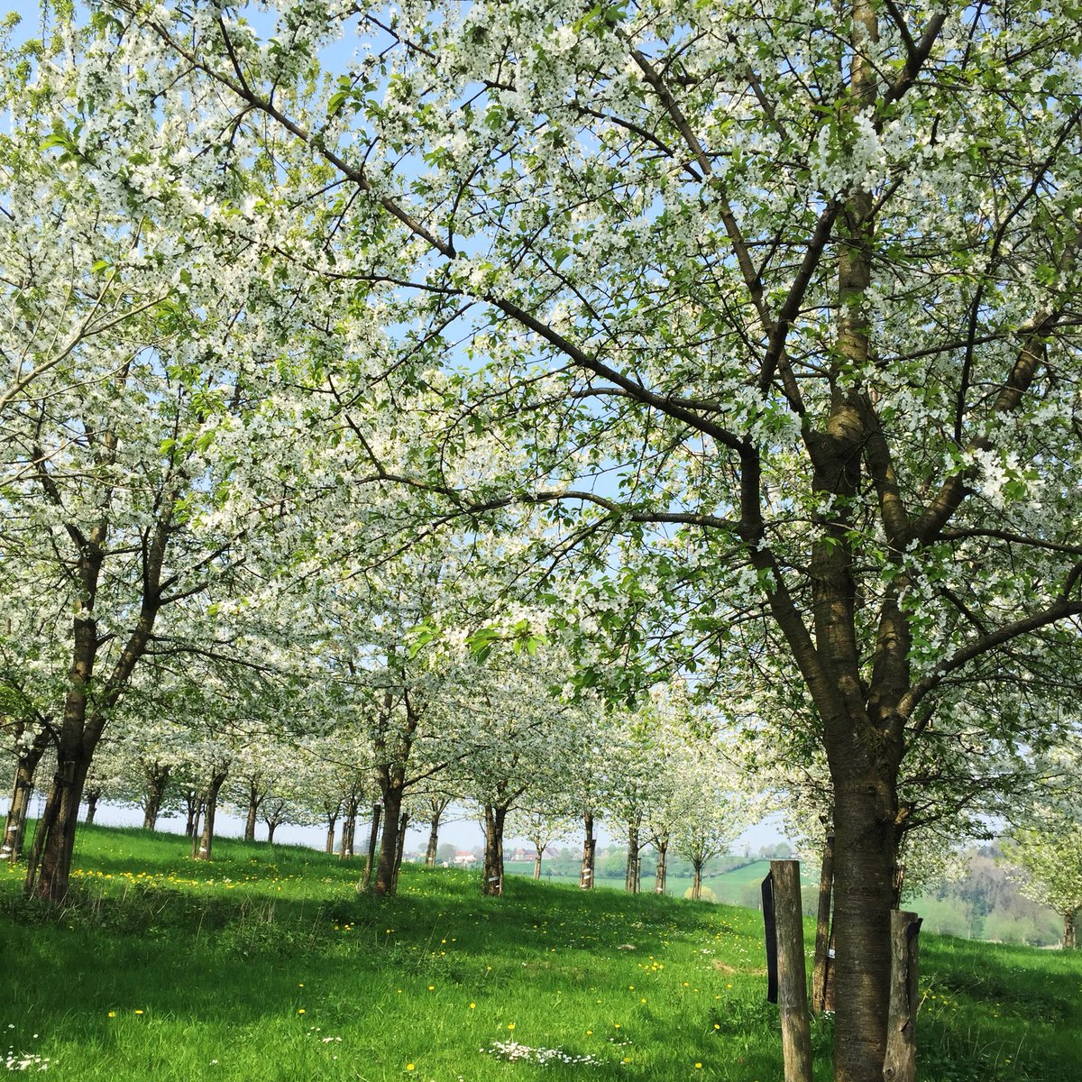 Geen lange duurloop vandaag maar een super gezellig wandeling met de kinderen door het mooie Zuid-Limburgse landschap. Had hier ook heel graag met mijn <a href="/loopmaatjes/">Loopmaatjes</a> lekker willen hardlopen #hardloopkriebels