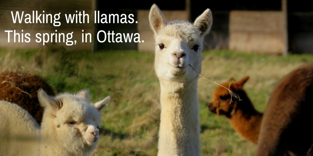 Walking with llamas. Check it out at goxpr.com/collections/ot… #ottawa #myottawa #spring #llamas