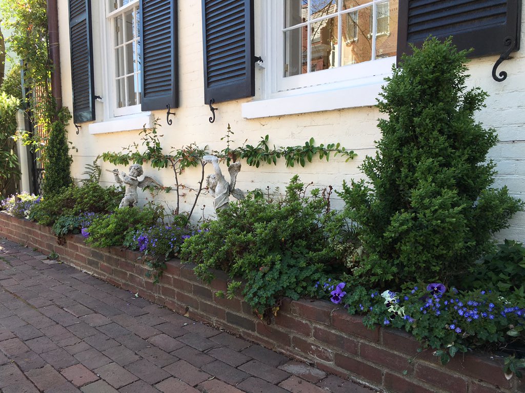 WDCGardener's tweet photo. House 4 on s. Fairfax street in #Alexandria #va #gardendc #gcvirginia #gcv #hgw #hgw18 @gcvirginia https://t.co/wOj1HC3Jyi