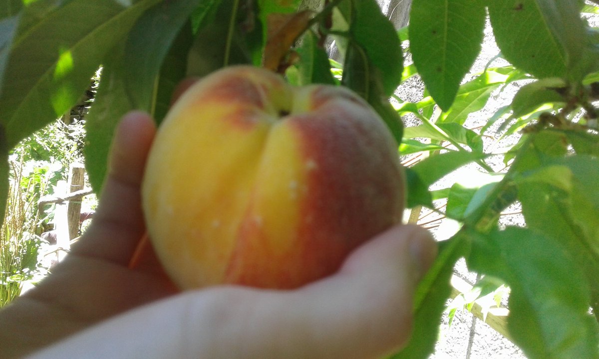 memoriacampesin's tweet image. Alimentarse con comida fresca, sana desde su origen, disponible y a precios que Ud. pueda pagar o mejor aún, producirla, creemos que contribuye a #empoderarse (menos enfermedades y menos gastos en salud). Y da lo mismo si tiene o no ondulada sus pentañas.