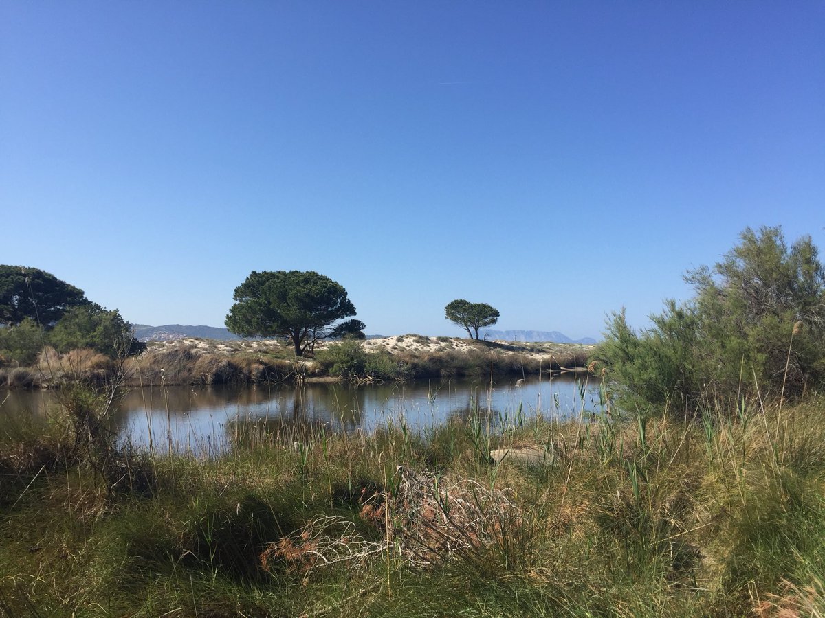 Giovanni Sedda tweet media