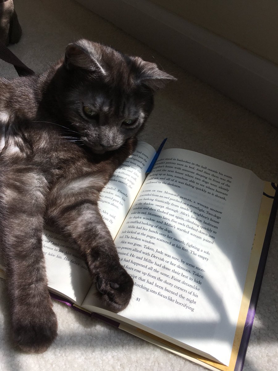 CarolynCGivens's tweet photo. #HarrietVane “reading” about #GloryHallelujah. #FavoriteCharacters #collision #OutlawsofTime #LastoftheLostBoys @ndwilsonmutters https://t.co/RaWbvMIhKG
