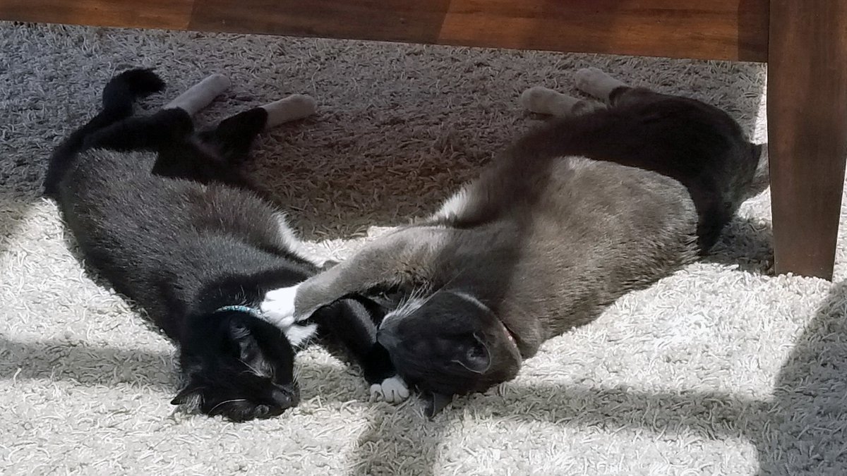 BroderWriter's tweet photo. @thespybrief The #CATertainment continues.
#Caturday https://t.co/BGoAwB9B0t