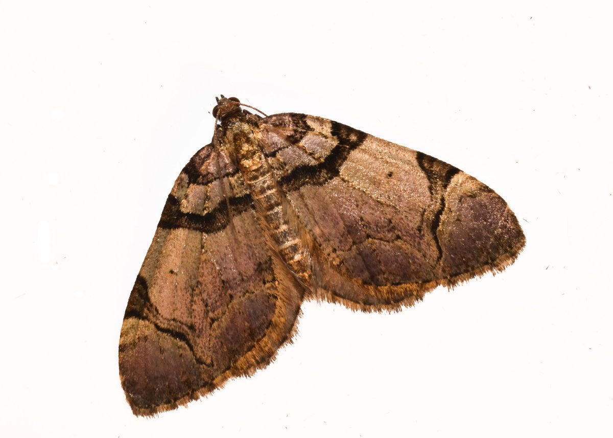 highjumpmark's tweet photo. A Streamer from last night in Warwickshire #teammoth #streamer Anyone else noticing that they are more abundant this year? #moth https://t.co/wKKy6JEaAw
