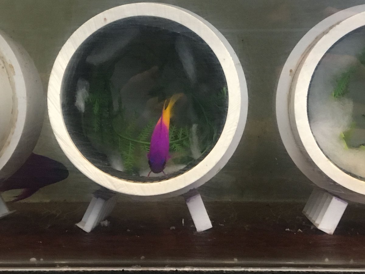 RisingTideFish's tweet photo. A royal gramma, Gramma loreto, settles into its new nest at the @mysticaquarium / @MSMHSaqua Joint #Aquaculture Research Lab. These nests were designed by the aquaculture team and double as manual egg incubators in the larval rearing system!
#risingtideconservation https://t.co/xIbwKrhGpx