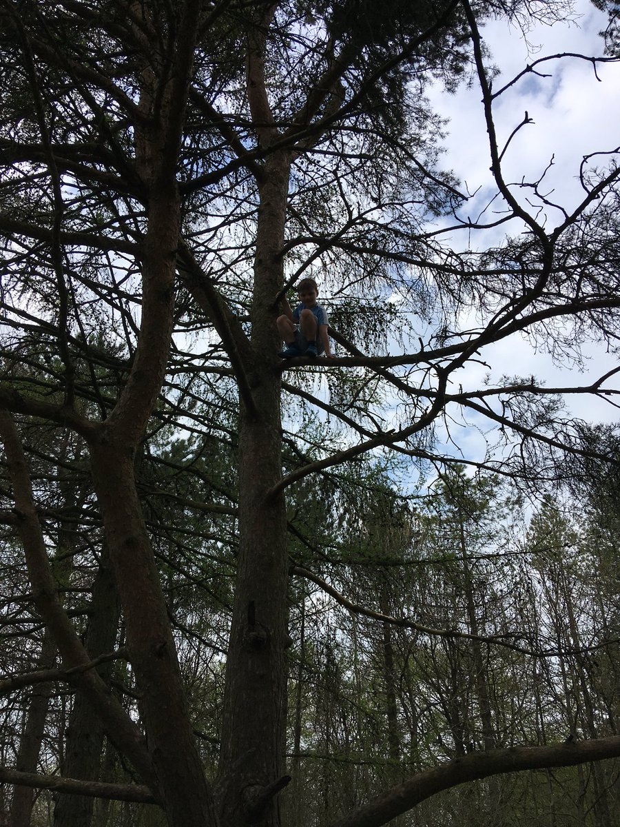 robertsonem's tweet photo. @MaxRoe4 @LongMeadowSch @MissPeacockLM @MissTofaniLMS enjoying Wendover Woods today - climbing high heights and collecting plants https://t.co/y22ilXqmvs