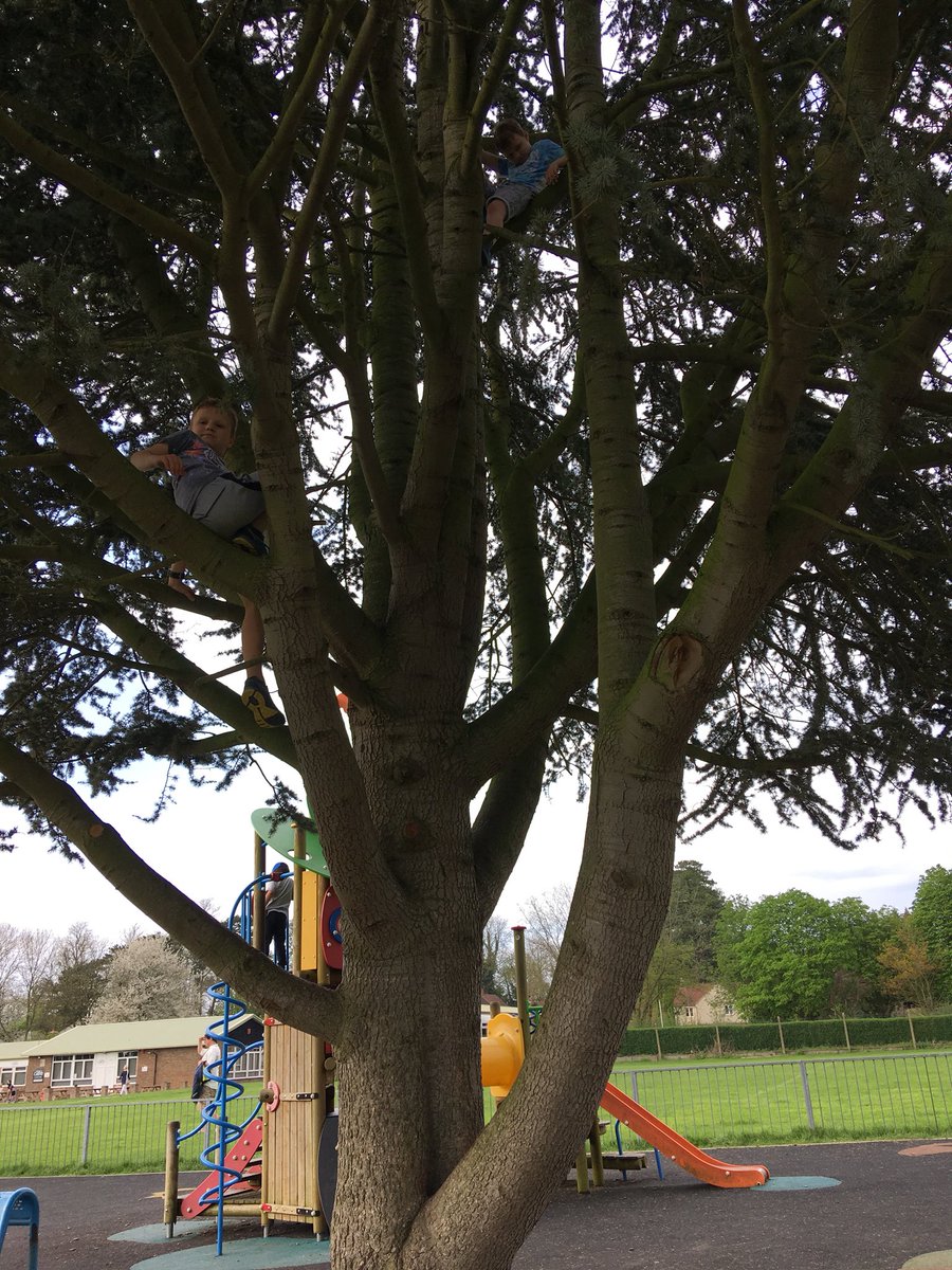 robertsonem's tweet photo. @MaxRoe4 @LongMeadowSch @MissPeacockLM @MissTofaniLMS enjoying Wendover Woods today - climbing high heights and collecting plants https://t.co/y22ilXqmvs