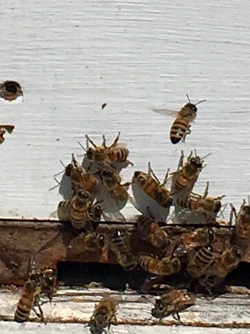 Gorman Heritage Farm honeybees.earth/buzz/gorman-he…