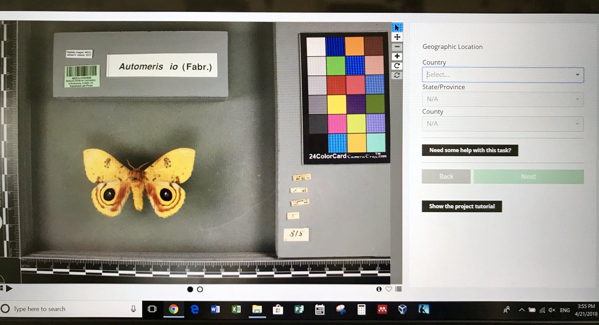 JessKeepTalking's tweet photo. Better return to my own research soon, but I couldn't resist this pretty yellow guy. Automeris io, collected in Gainesville, FL - right in @UF / @FloridaMuseum's backyard. #TakeANote #EarthDay2018 #NotesFromNature https://t.co/oo6LXAv4j1