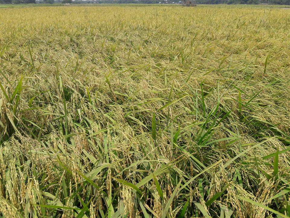 HabibeJk's tweet photo. অসাধারণ।। https://t.co/bzaDe1uHYA