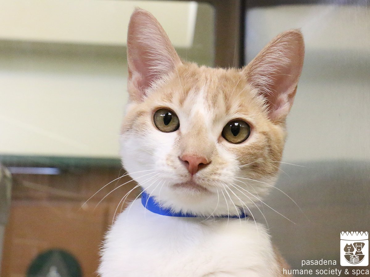 PasadenaHumane's tweet photo. There are still spaces left! Take advantage of the opportunity to get your cat spayed or neutered for free next week! Kitten Week starts on Monday. Make an appointment today: https://t.co/jVTNEepcAZ. #KittenWeek https://t.co/571wrDB6XO