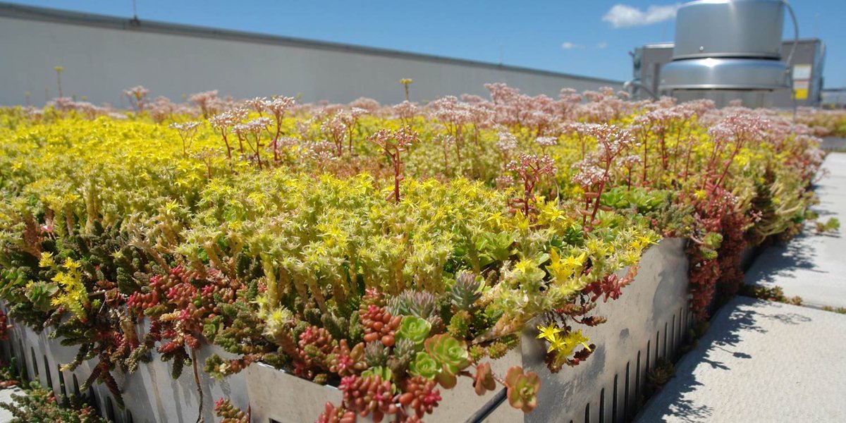 By the end of 2018, there will be over 12 acres of vegetated green roofs at ORD & MDW It's estimated that vegetated roofs at Chicago's airports retain & evaporate more than 6 million gallons of storm water each year.  goo.gl/dFvN8T #Earthweek #EarthDayChicago