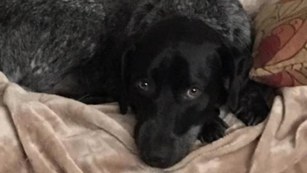 wsyx6's tweet photo. Special Forces veteran searching for his service dog, Zeus, that was sent running by car crash in Kettering
https://t.co/eHTMUVaIJ5 https://t.co/1viHeNBK21