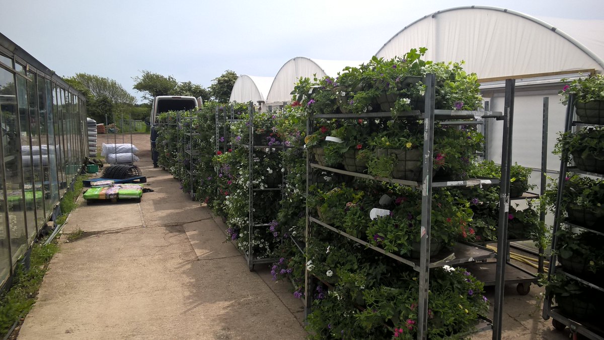 STMC_Dorset's tweet image. Looking forward to spreading some happiness over large parts of the UK from Tue for a few weeks delivering #NewForest flowers#WillTheyFit ?