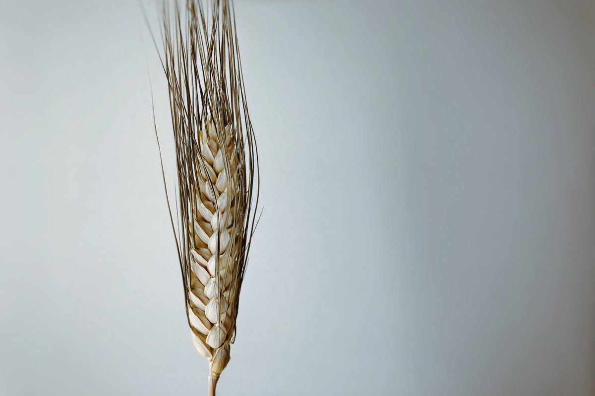 Esta es una inmensa cama de trigo y se llama #Sonora 🇲🇽