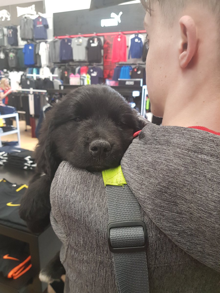 New trainee #ServiceDog <a href="/mycaninecompani/">My Canine Companion</a> named Darcey after <a href="/DarceyOfficial/">Darcey Bussell</a> because she has white toes - her ballet shoes 💚 #scd #Strictly