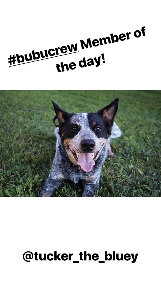 BUBUBRANDS1's tweet photo. #bubucrew Member of the day! Tucker the bluey! #dog #follow #dogtreats #retweet https://t.co/hkOQWpf8vi