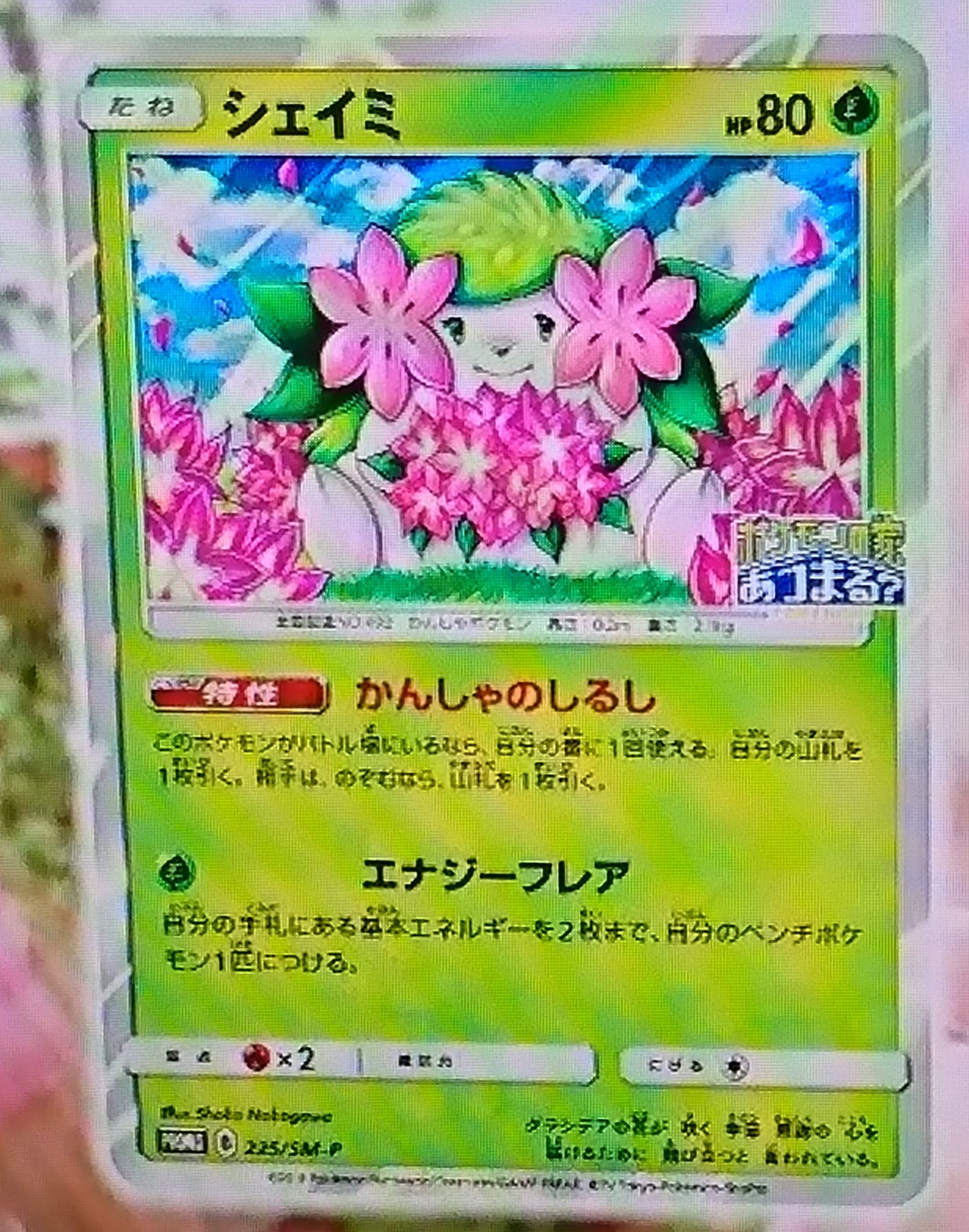 とり ぽけんち ポケモンカード しょこたんのシェイミカード公開 イラストかわいいし特性結構強くね T Co Sdnl9ktmep Twitter