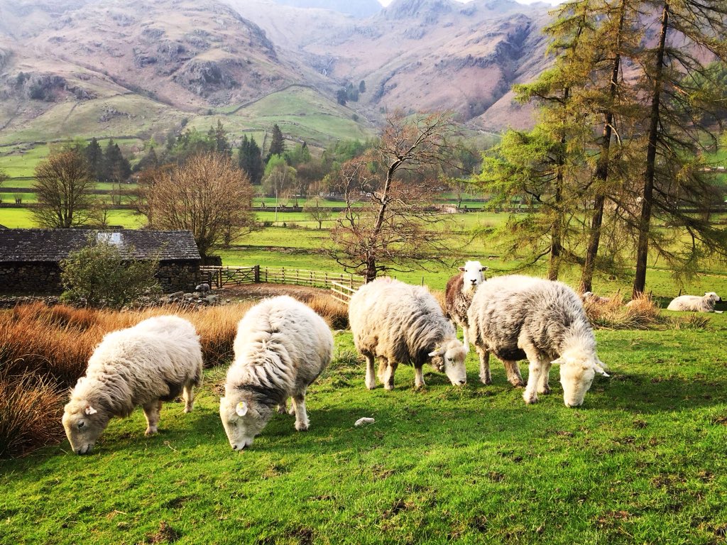 Herdwick sheep grazing in the lovely warm sunshine this evening.
#GreatLangdale #LakeDistrict