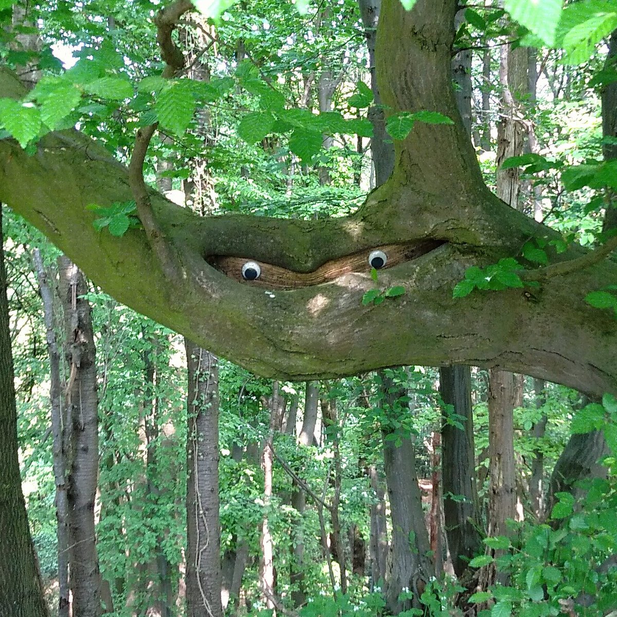 m2u_84's tweet image. Today I was hiking through the woods and suddenly this one stares at me. 👀 #GooglyEyes #AlwaysWork #WhatULookinAt