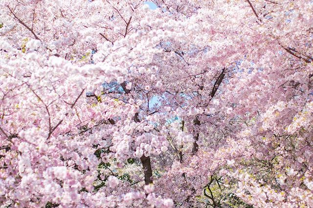 lerumphoto's tweet photo. DC Cherry Blossoms 🌸 https://t.co/oYT4ta3GS3