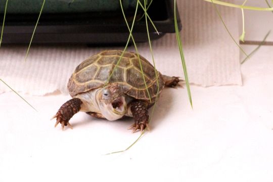 Turtles! (@turtlecentral) on Twitter photo 