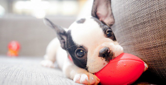 Preparation is key. Complete guide on What To Do BEFORE You Bring Your Puppy Home -  bit.ly/2xyN2Bl #dogsoftwitter