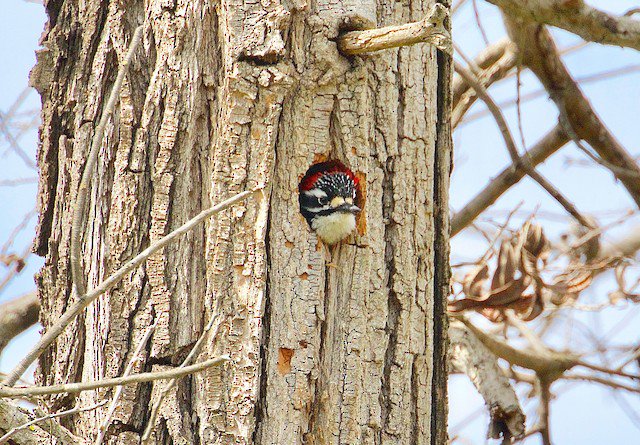 WBUSanDiego's tweet photo. A Nuttall's Woodpecker peeking out of his hole. Looks like he's been renovating! 

All credit goes to Allen Bond, more info in the link below.
https://t.co/BMeNepMH3Y

#nature #birds #SanDiego https://t.co/iJTa5O3Rqu