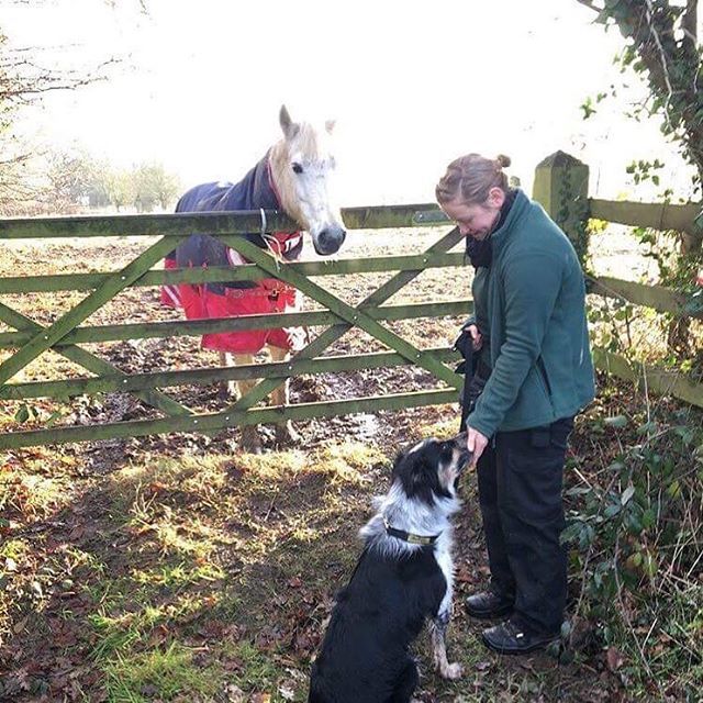 DT_Kenilworth's tweet image. Lizzy likes to call this Charlie’s horse habituation sessions but we no better 😉 any excuse for some chill out time down the lane 😍 It’s not just our volunteers that are smitten with this boy 💙 #shareforcharlie #collie #colliesofinstagram #bordercoll… ift.tt/2JeJVS3