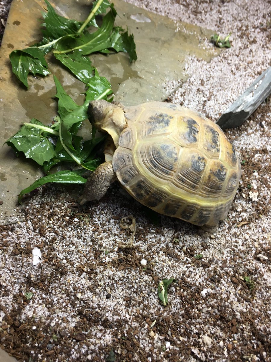 TortoiseTrugoy's tweet photo. #FoodAggression #mine https://t.co/eFZvQISjs6