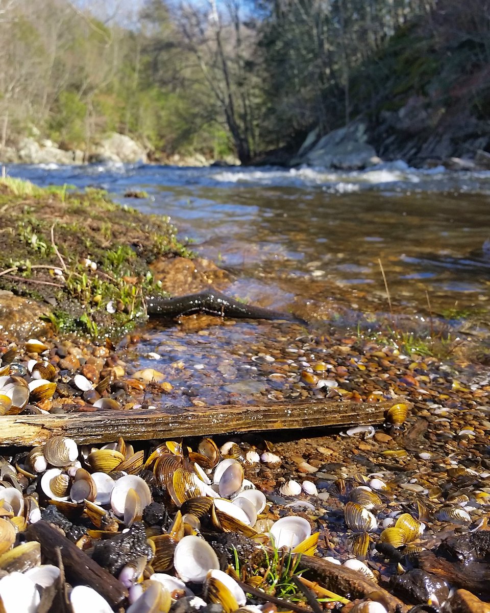 lclemjourno's tweet photo. #BreakingNews: Spring has finally arrived in the #BlackstoneValley
#springinthevalley #itsfinallyhere https://t.co/gryZJMMl3s