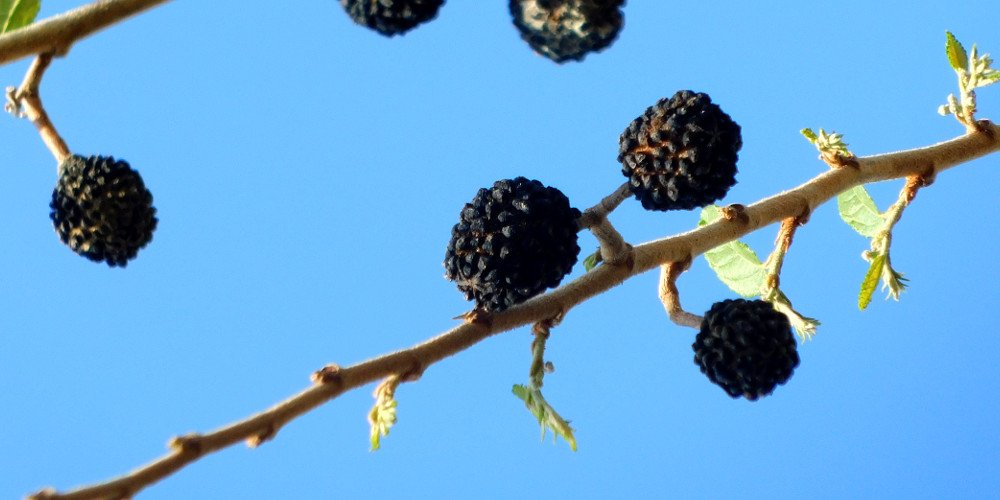 TropicalTrees's tweet photo. Seed pods of the Guacimo tree (Guazuma ulmifolia) look like big black berries. Each pod has hundreds of tiny seeds. The Guacimo is a highly medicinal tree that features prominently in traditional indigenous medicine @TropicalTrees https://t.co/VLs7ng868q