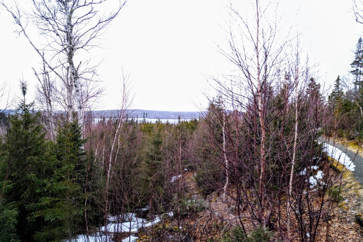 Thomas Howe Forest tweet media