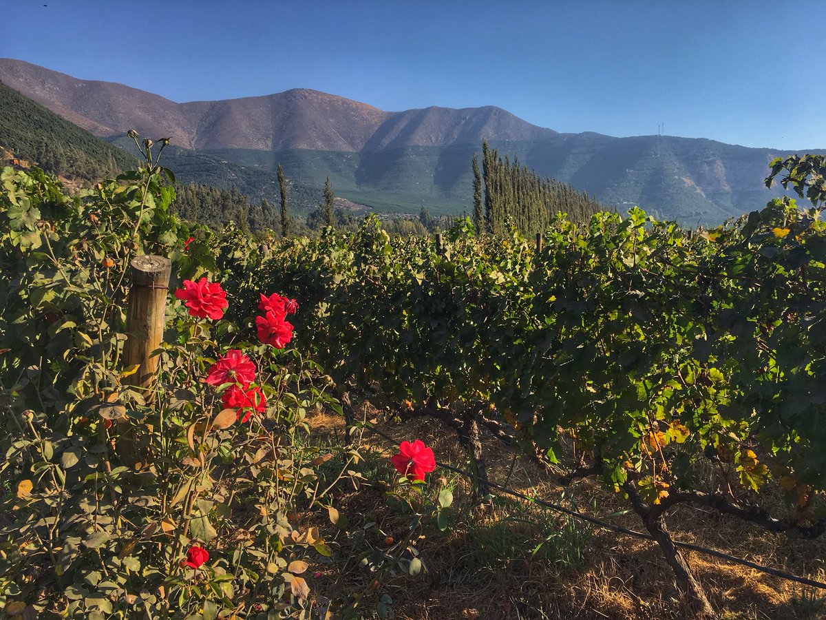 amanda_tweeter's tweet photo. As the last grapes come in, the last roses come out 🌹🍇
Gorgeous vineyard views in #VonSiebenthal on a visit with @winepaths
#aconcagua #winelover #winepaths #luxurywinetours https://t.co/MeyTBJcnl5