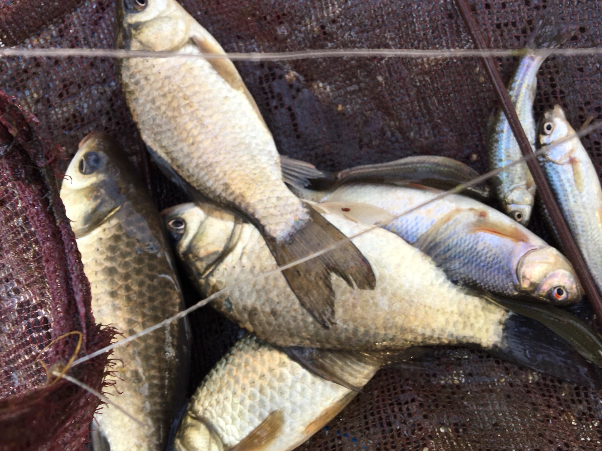Nacky 朝の用水路に仕掛けてみた 9からの12でした フナ5 タモロコ4 モツゴ2 カワムツ1 魚キラー フナ タモロコ モツゴ カワムツ T Co Cbwoketmmo Twitter